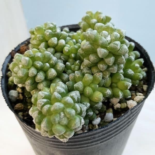 多肉植物 塊根植物 アナカンプセロス コンプトニー2